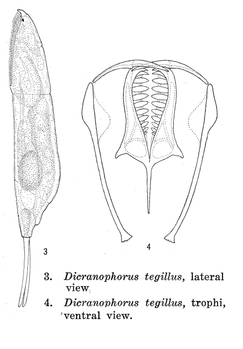 Dicranophorus tegillus - Original description image