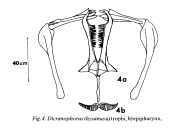 Dicranophorus thysanus