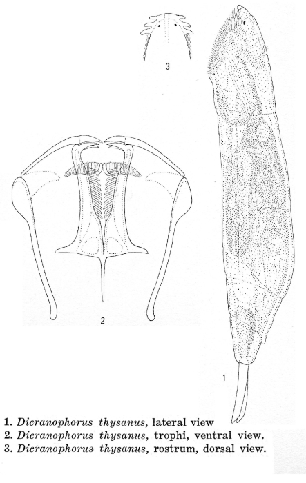 Dicranophorus thysanus - Original description image