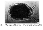Dicranophorus tripleuchlanoides - Original description image