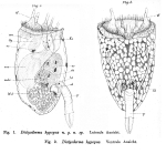 Dictyoderma hypopus - Original description image