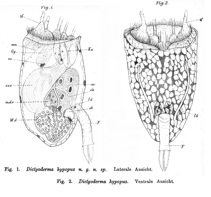 Dictyoderma hypopus - Original description image