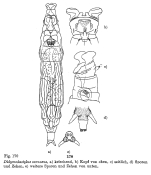 Didymodactylos carnosus