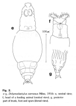 Didymodactylos carnosus