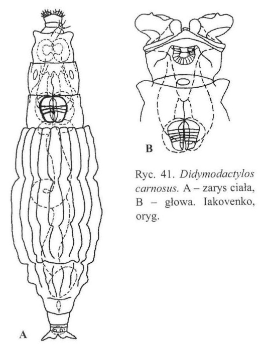 Didymodactylos carnosus