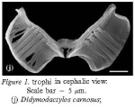 Didymodactylos carnosus
