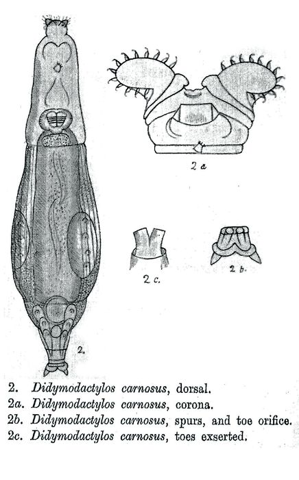 Didymodactylos carnosus - Original description image