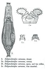 Didymodactylos carnosus