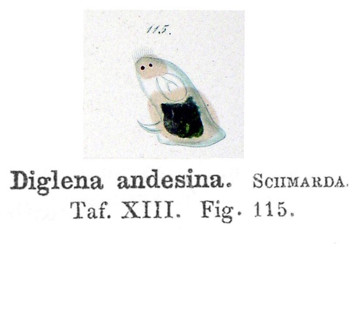 Diglena andesina - Original description image