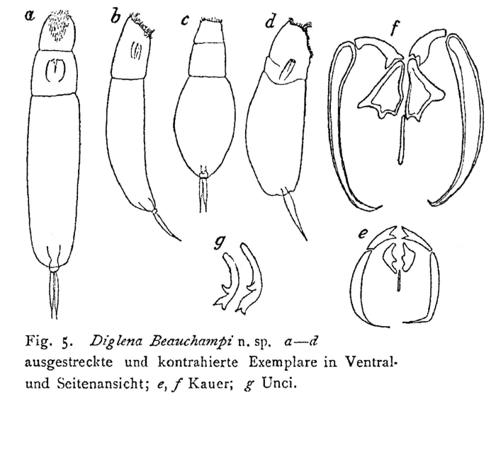 Diglena beauchampi - Original description image