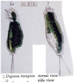 Diglena biraphis