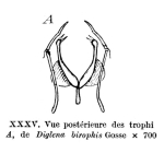 Diglena biraphis