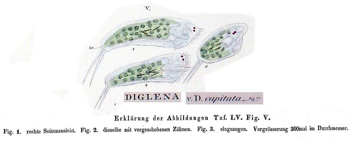 Diglena capitata