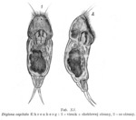 Diglena capitata