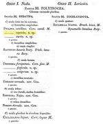 Diglena capitata - Original description image