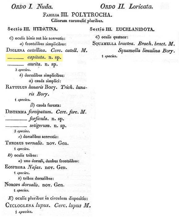 Diglena capitata - Original description image