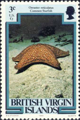 Oreaster reticulatus