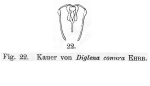 Diglena conura
