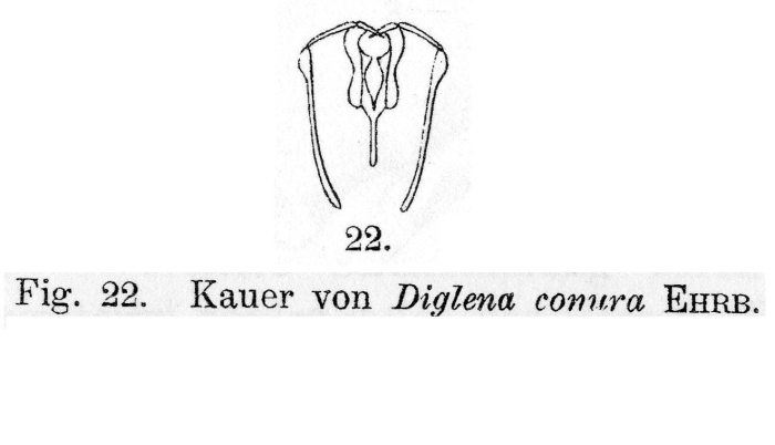 Diglena conura