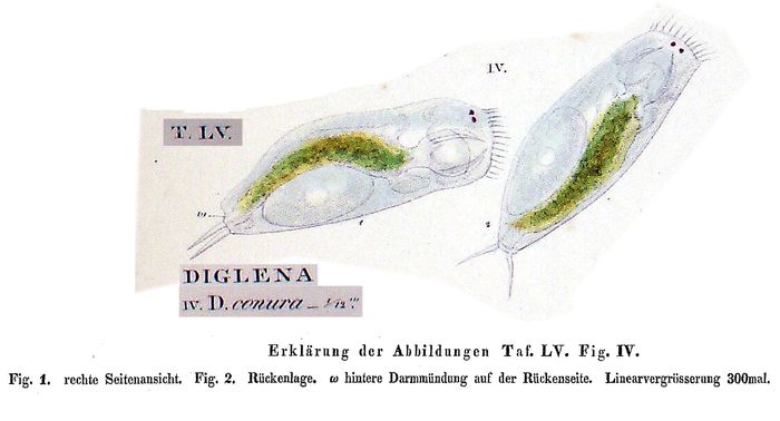 Diglena conura