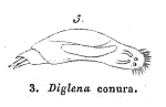 Diglena conura