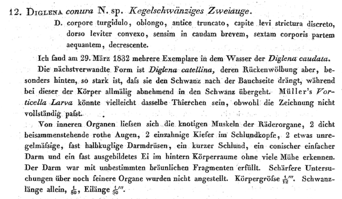 Diglena conura - Original description image