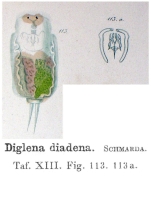 Diglena diadena - Original description image