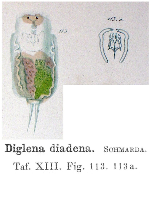 Diglena diadena - Original description image
