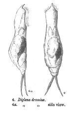 Diglena dromius - Original description image