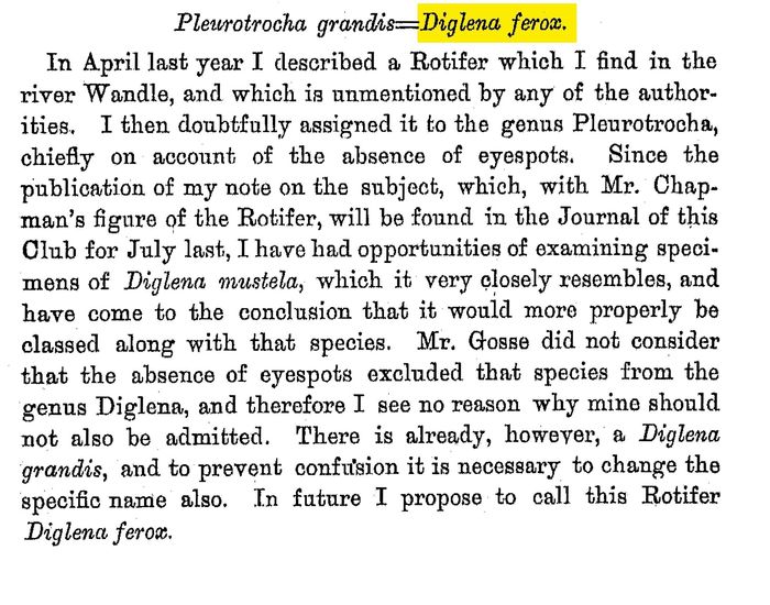Diglena ferox