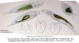 Diglena forcipata
