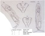 Diglena forcipata
