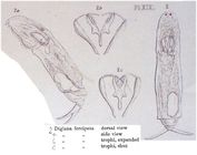 Diglena forcipata