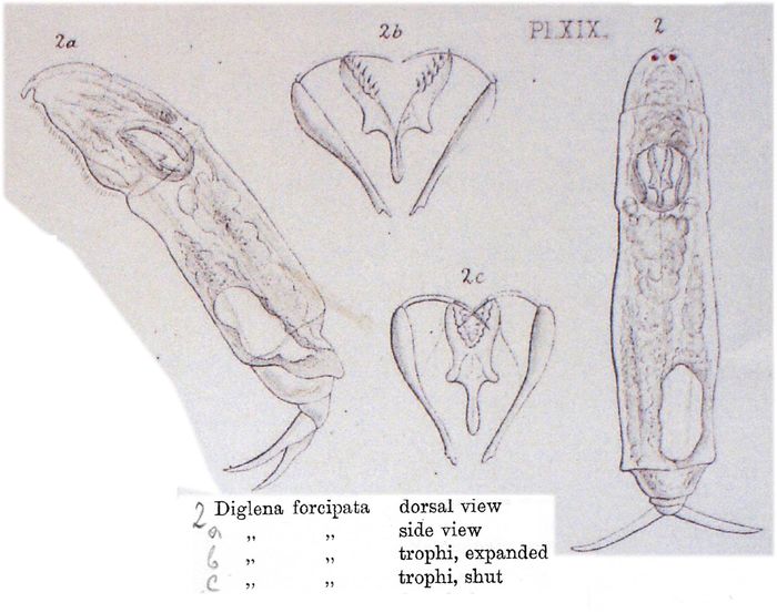 Diglena forcipata Diglena forcipata