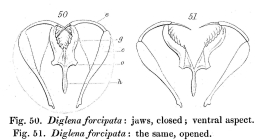 Diglena forcipata