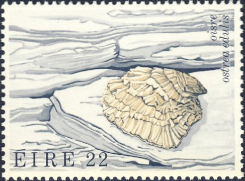 Ostrea edulis Ostrea edulis