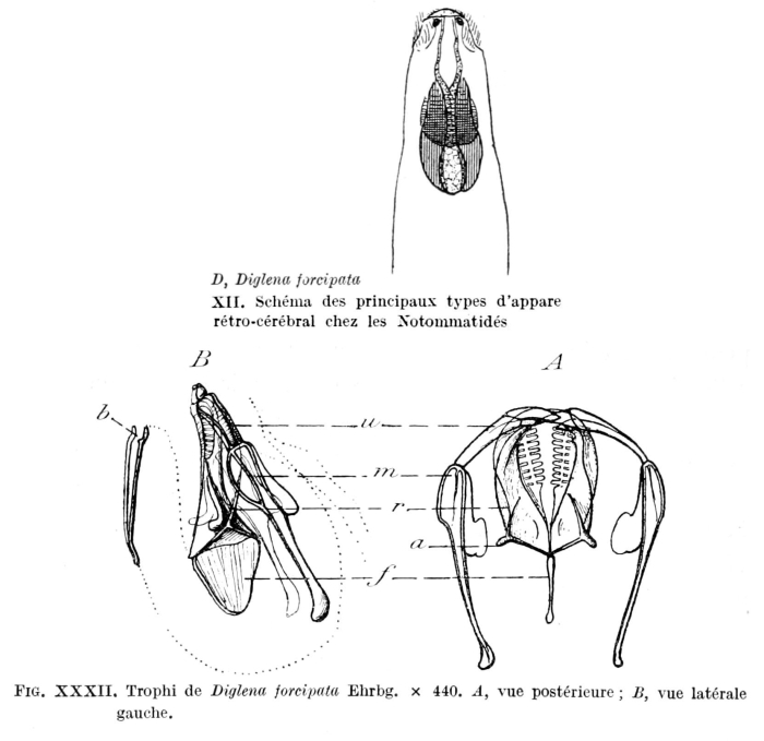 Diglena forcipata Diglena forcipata