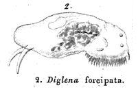 Diglena forcipata