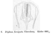 Diglena forcipata