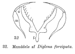 Diglena forcipata