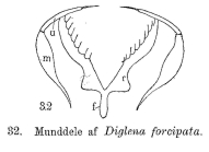 Diglena forcipata