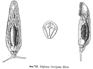 Diglena forcipata