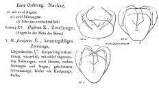 Diglena forcipata - Original description image