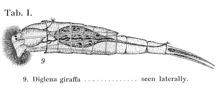 Diglena giraffa