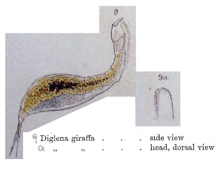 Diglena giraffa