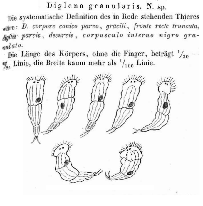 Diglena granularis - Original description image