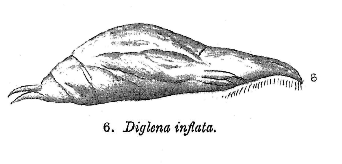 Diglena inflata - Original description image