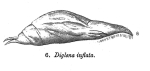 Diglena inflata