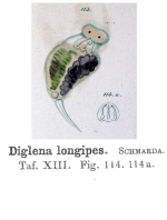 Diglena longipes - Original description image