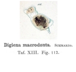 Diglena macrodonta - Original description image